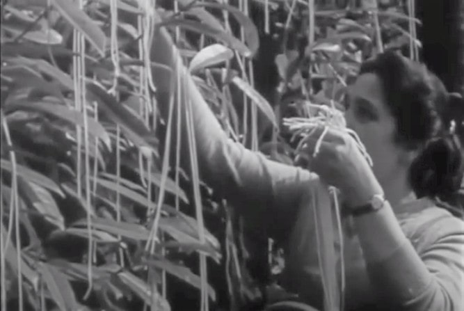 Spaghetti growing on trees documentary