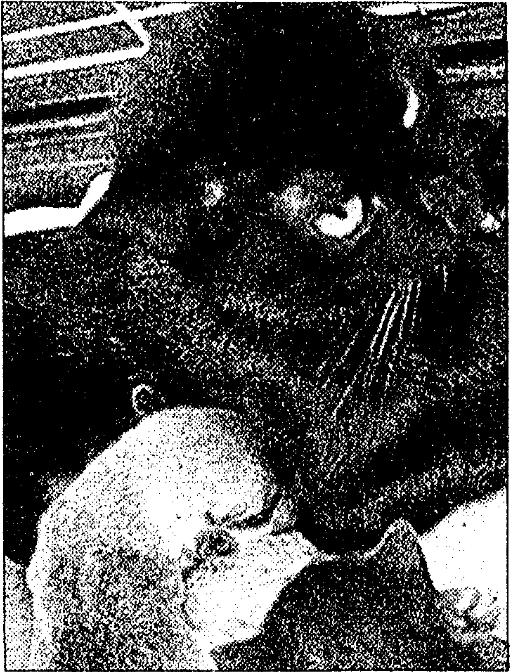 Image of cat and puppy from:  "Rottweiler joins the cat pack." Times, 16 Feb. 2007, p. 44. The Times Digital Archive