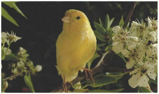 Photo of Canary