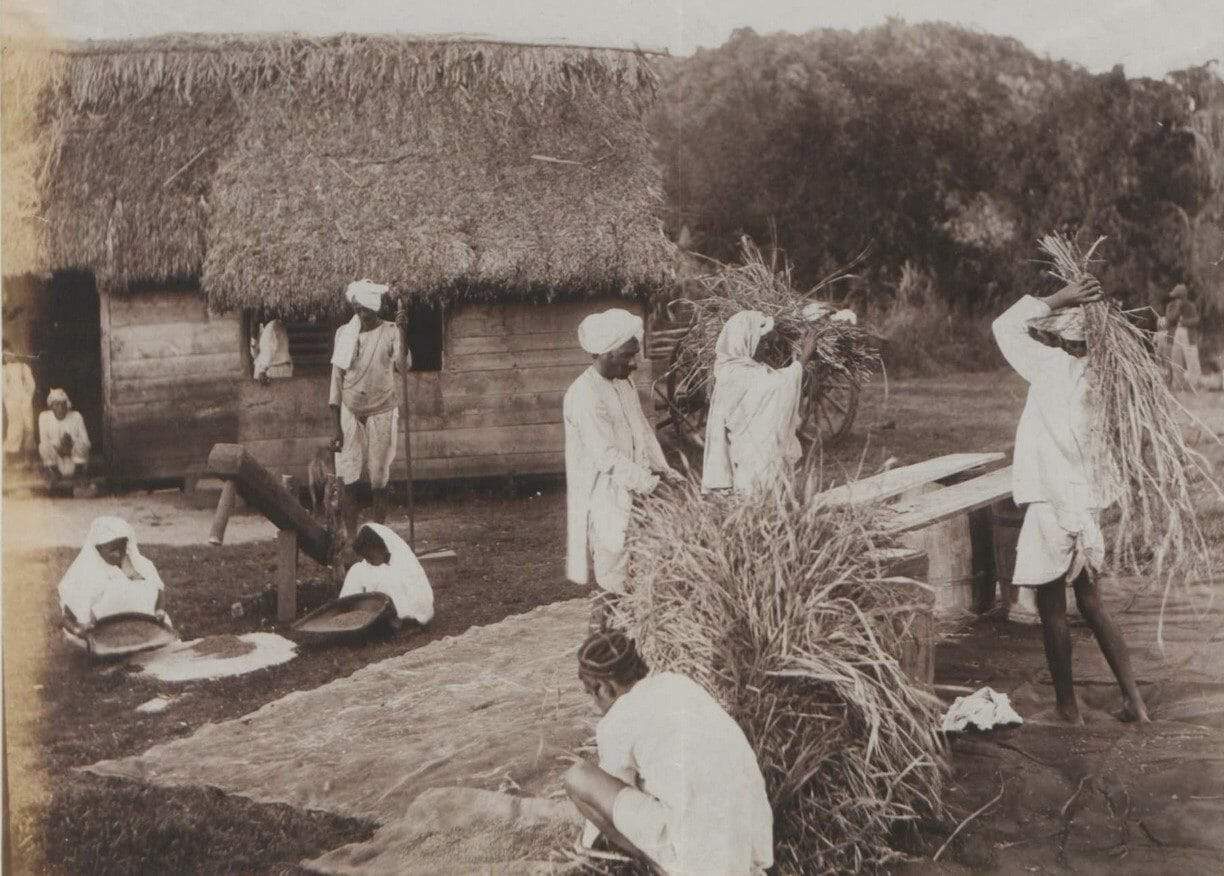 South Asian workers preparing rice in Jamaica, 1895