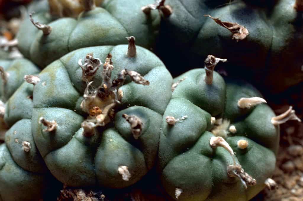 Stolz, Gary M (2001), The Peyote Cactus (Lophophora williamsii)