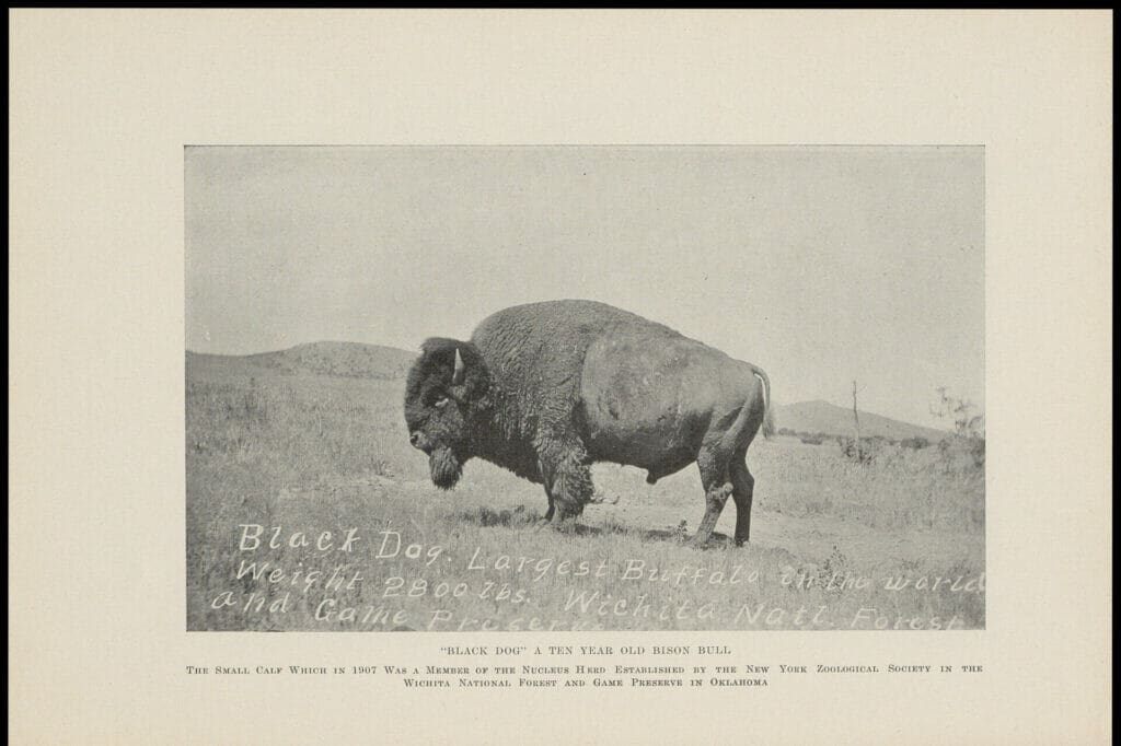 The American Bison: 1934 Edition. 1934. MS American Bison Society Records, 1899-1949