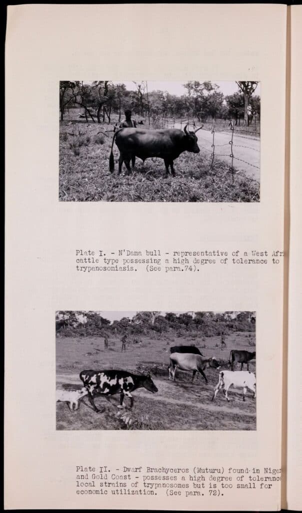 Production - Marketing: Livestock: Colonial animal breeding policy and research. 1951-1952
