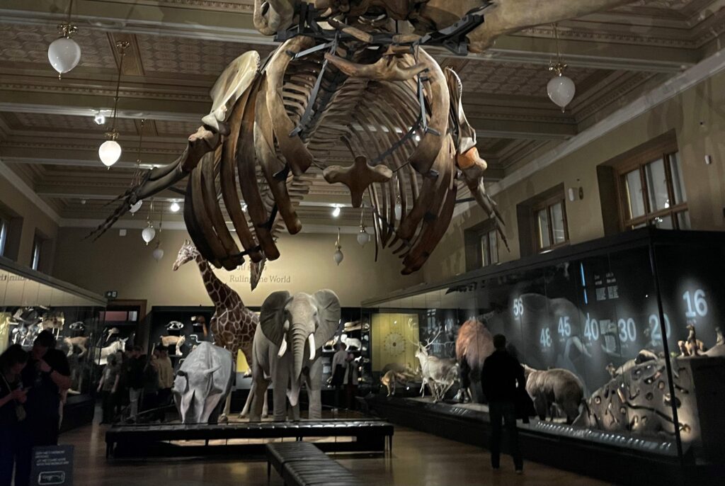 A photograph of the mammalian room from Prague National Museum's 'Miracles of Evolution' exhibition. 