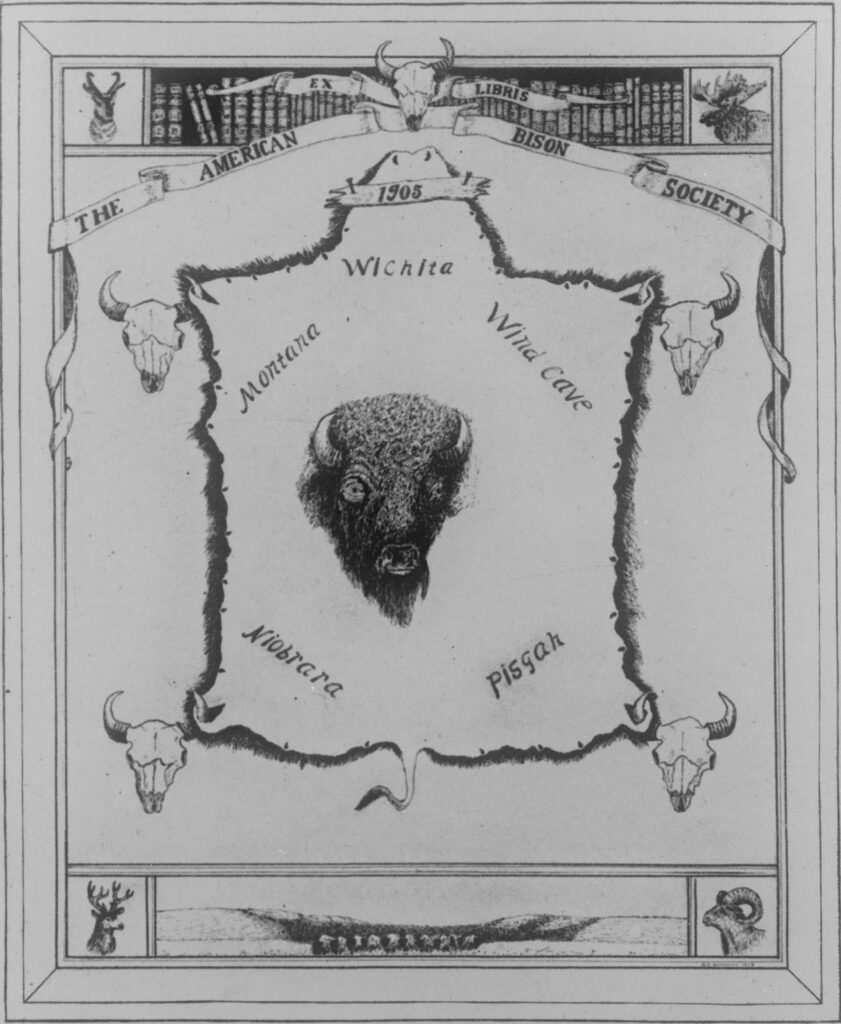 Bison. n.d. MS American Bison Society Records, 1899-1949