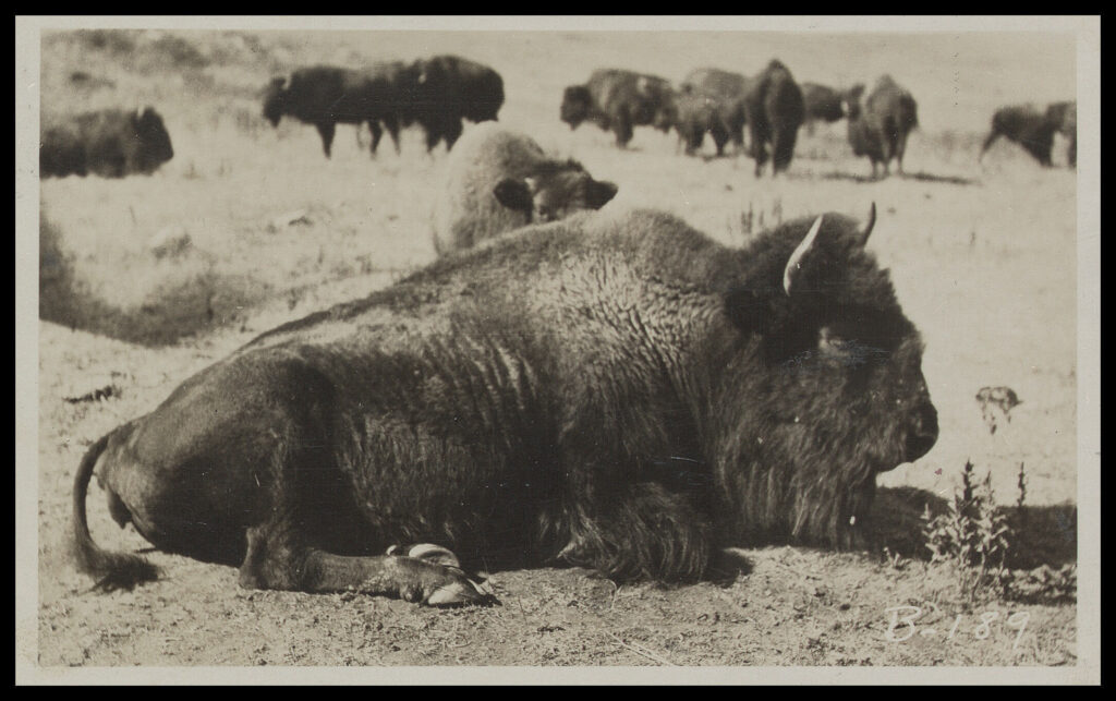 Bison. n.d. MS American Bison Society Records, 1899-1949