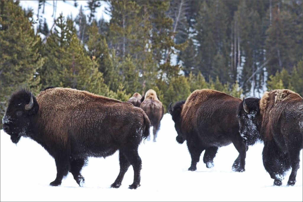 Bison herd in Yellowstone National Park.