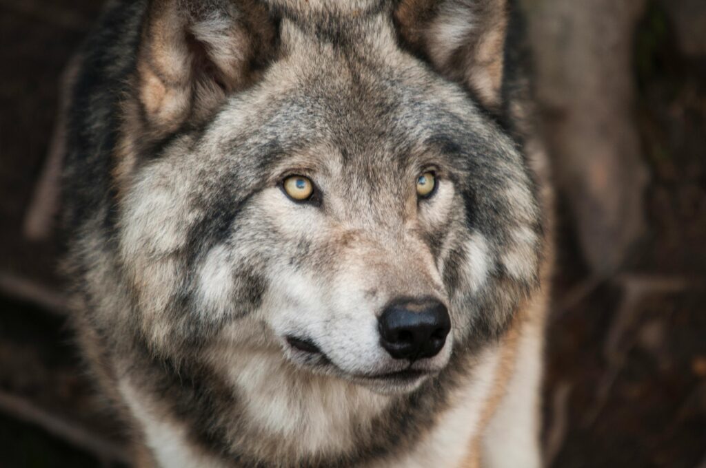 A close-up image of a wolf.