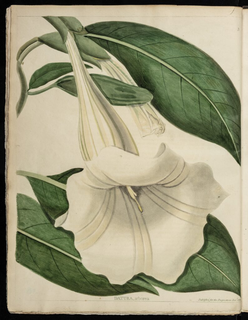 Drawing of a white flower  