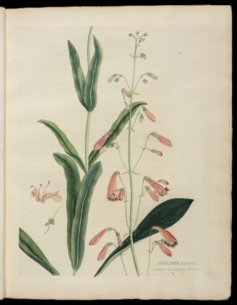 Drawing of small pink flowers