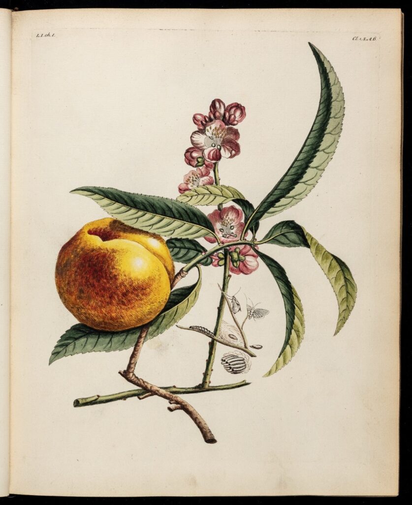 Printed image of flower stem and apple.